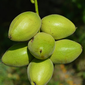 长白山野生新鲜山核桃 胡桃楸子  核桃 2022年整个的1东北野生山核桃