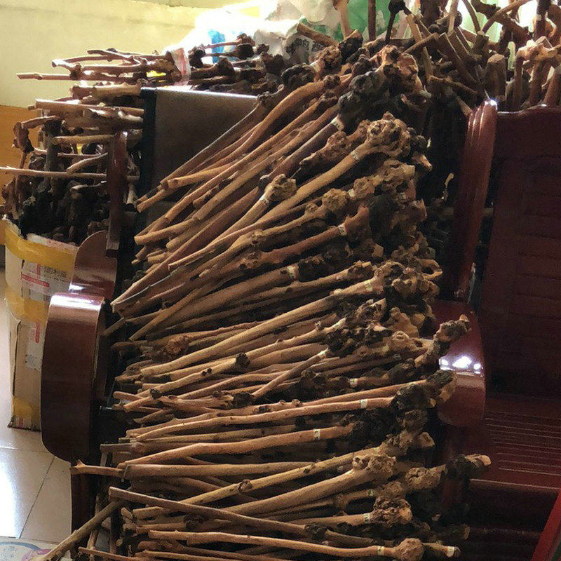 云南特产黑果树黑果木背锤捶背 木雕 天然树瘤原生态半成品大瘤12