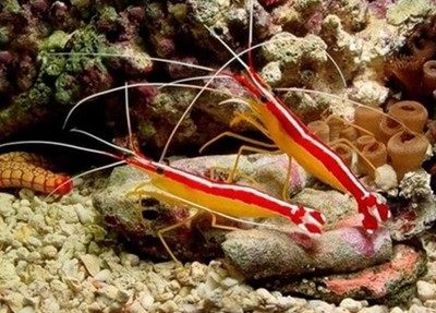 绵羊虾品牌排名前10位