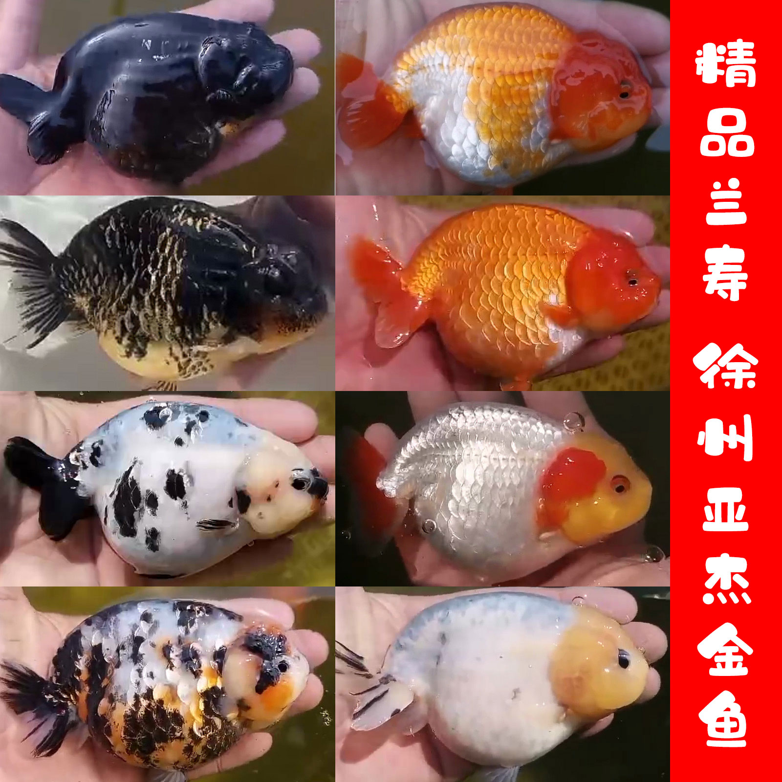 风水鱼兰寿金鱼常见的品种-搜狐大视野-搜狐新闻