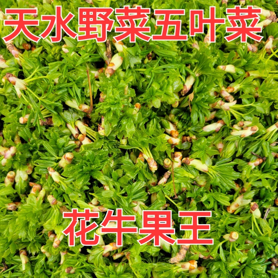 甘肃天水特产小吃天水野菜五叶菜五尖叶水淖真空包装2斤包邮