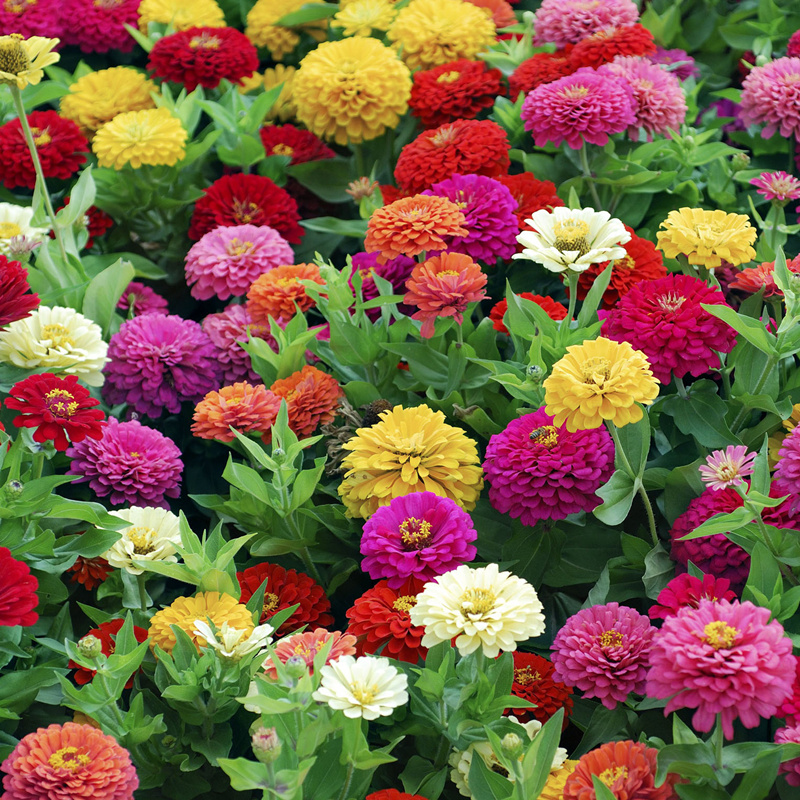 百日草花种籽子七彩重瓣百日菊花籽四季播种开花易活庭院室外种孑