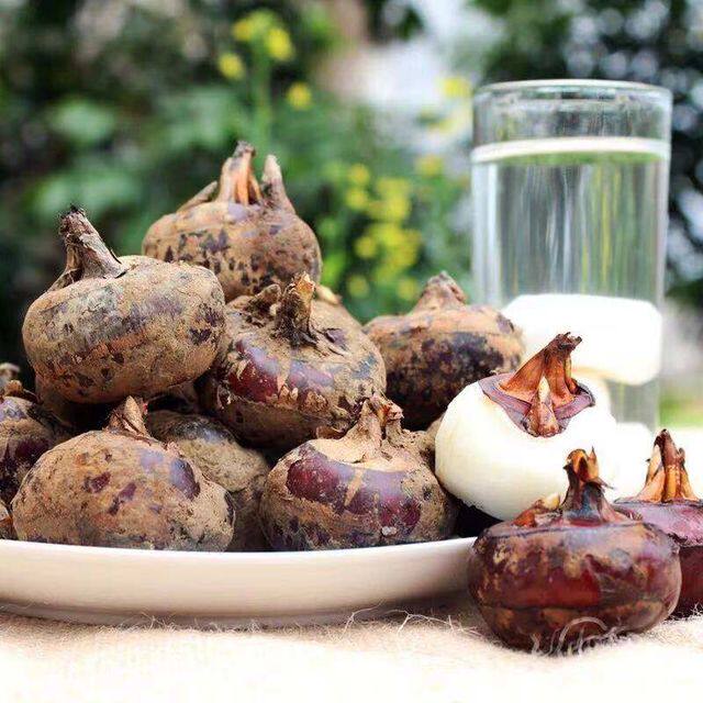 正宗广西荔浦马蹄新鲜当季水果荸荠