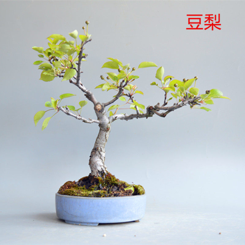 禅意日本进口豆梨微型盆景盆栽实物老桩精品甲州野梨花果绿植原生