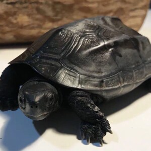 黑腹墨龟苗活体全黑小乌龟外塘中华草龟苗镇宅风水招财长寿顶墨苗