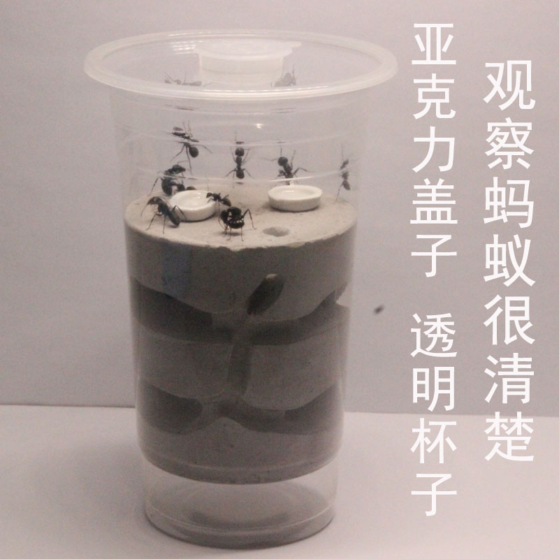 蚂蚁工坊宠物蚂蚁活体水泥巢城堡儿童礼物养昆虫用品简单蚂蚁巢