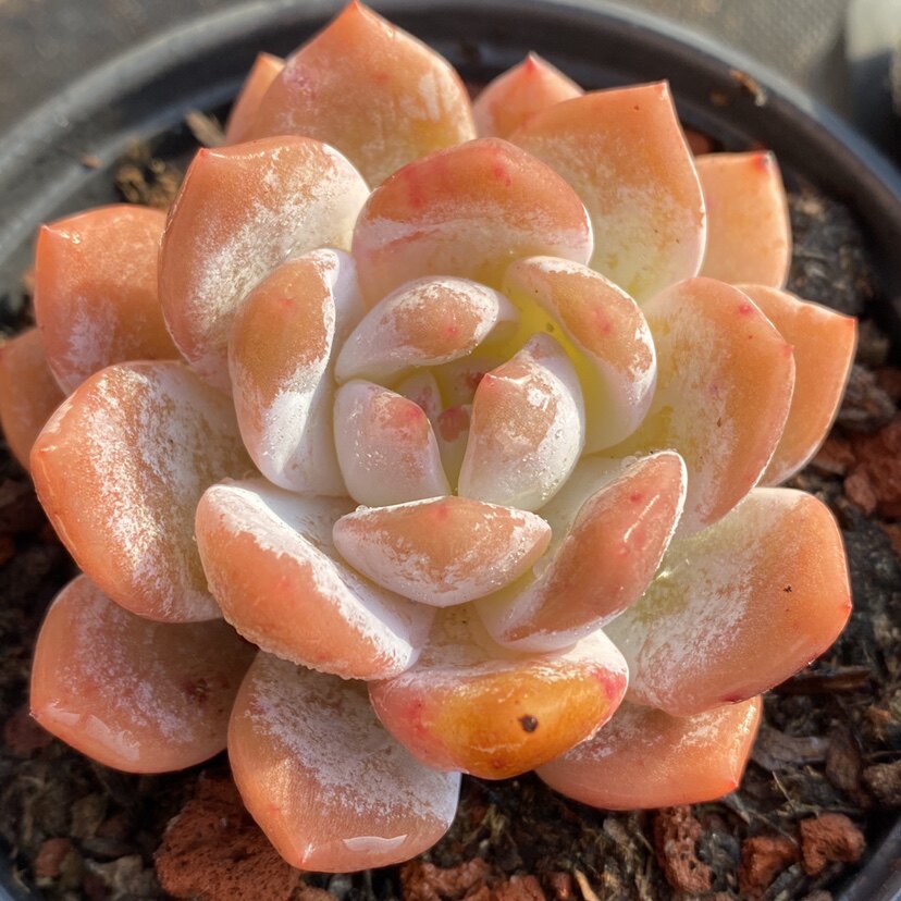 雪天使多肉 雪天使精品多肉植物一物一拍【雪狼多肉】