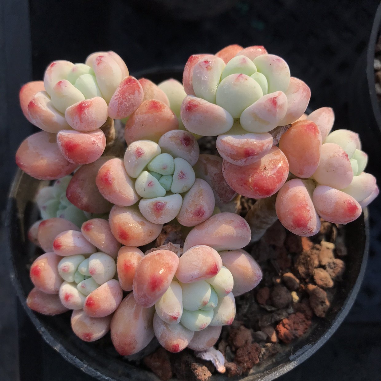 一折劳尔多肉植物_果冻劳尔多肉植物 罗琦多肉 精品多肉植物一物一拍