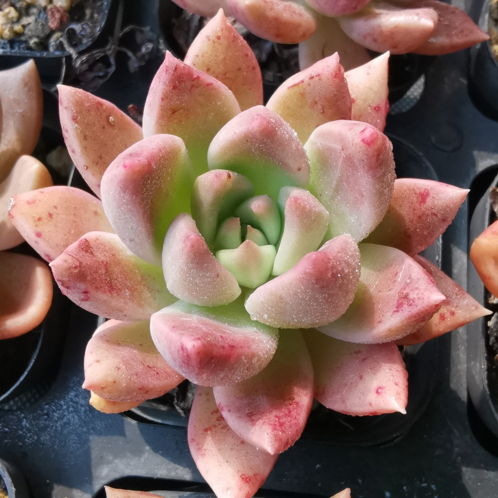 璀璨多肉_璀璨 炫丽 绚丽 精品血斑多肉植物一物一拍2019.9.