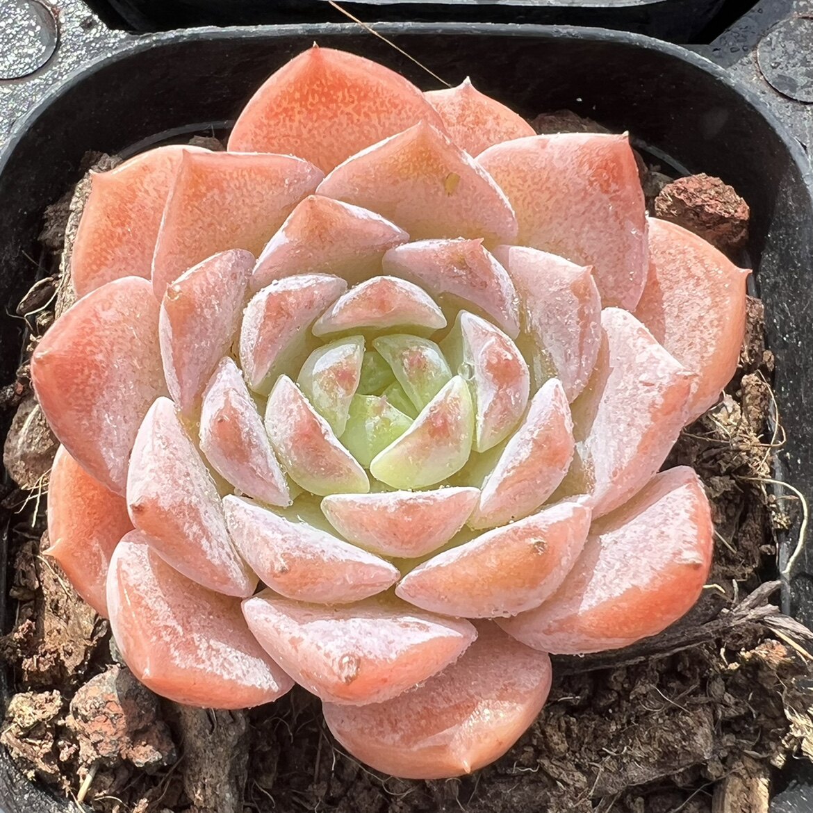 恩宠多肉 格瑞斯惊喜多肉植物一物一拍  【雪狼多肉】