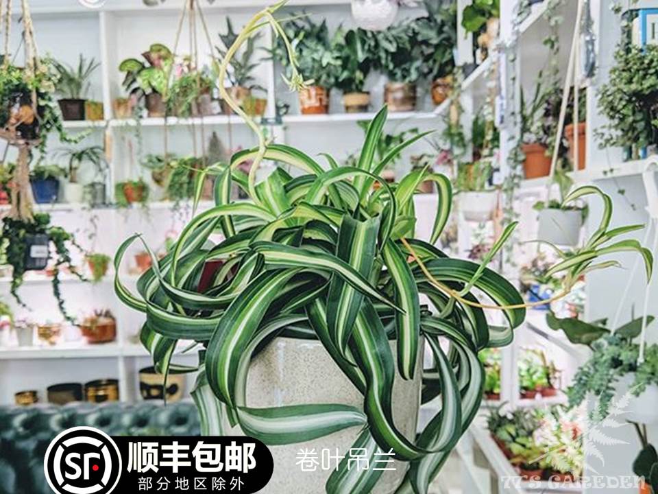 【77花卉】卷叶吊兰 卷发女郎 多苗   荷兰进口绿植盆栽 顺丰包邮