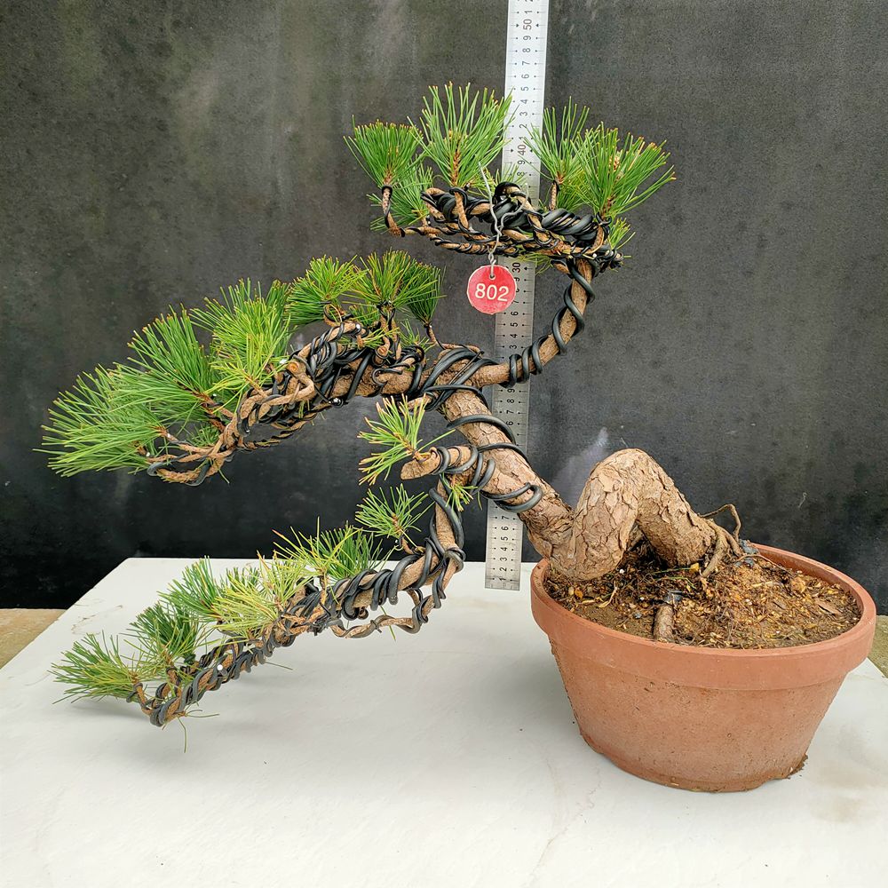 黑松盆景黑松树桩盆景四季常青矮霸主杆自然弯曲黑松办公室摆放