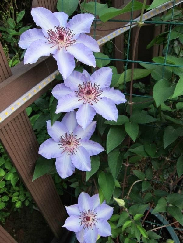 旭裳花卉美佐士铁线莲早花大花庭院阳台藤本攀援花卉