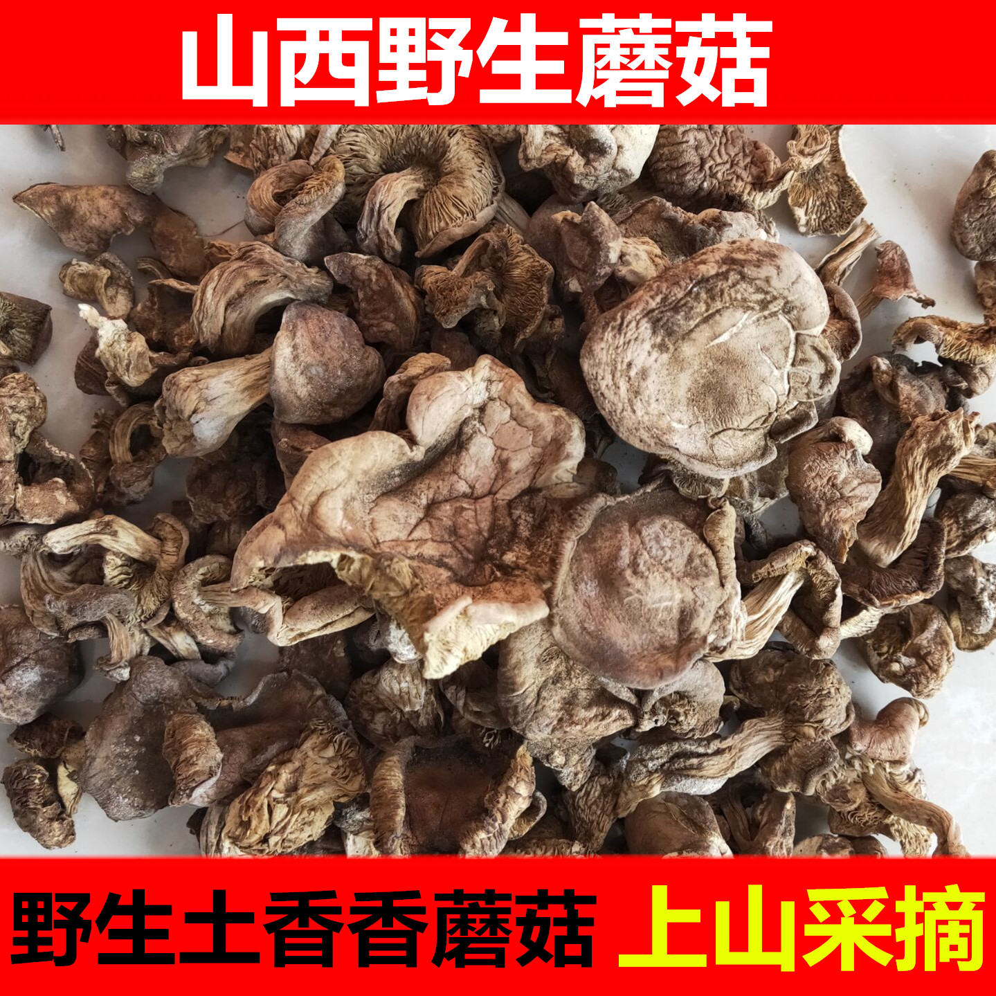 新货野生蘑菇干货小鸡炖蘑菇山西纯天然野生土香香蘑菇干香菇250g