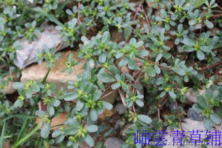 野生中草药 野菜 马齿觅 五行草 长寿菜 鲜品 38元2斤