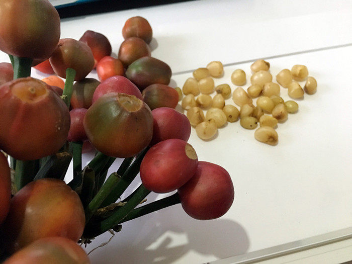 长春刘姐君子兰国宝级精品种子名贵种籽室内绿植绿植