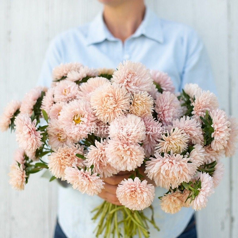 进口切花翠菊种子 国王系列 king size 四季阳台庭院花卉室外盆栽