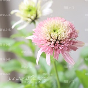 谢谢小花 重瓣松果菊 蝴蝶之吻 宿根多年生耐热耐寒盆栽花卉植物