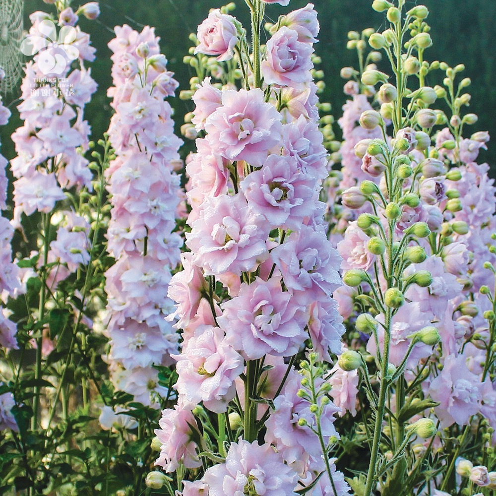 谢谢小花 大花飞燕草 复古潮流 多年生宿根耐寒花卉切花盆栽植物