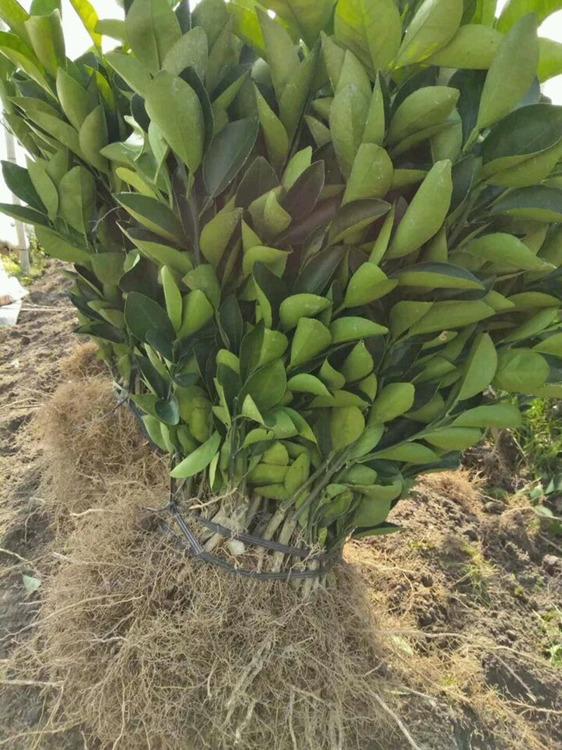 特价橙子苗_嫁接江西赣南脐橙纽荷尔红心橙子树苗特大盆栽南北方种植