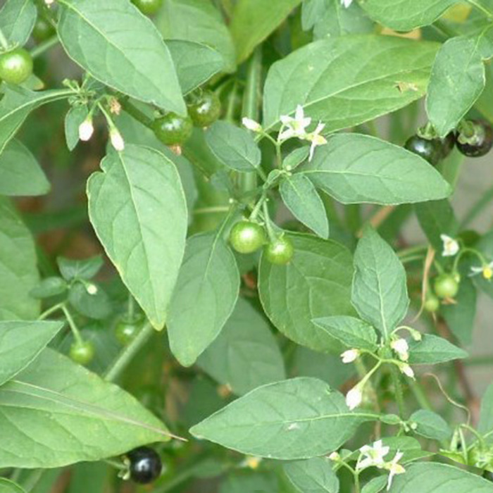 首页 痛风淘宝      野生龙葵草苗 白花菜苗 新鲜