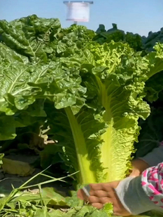 青麻叶大白菜种子阳台盆栽小院种植天津直筒形蔬菜种籽四季播种