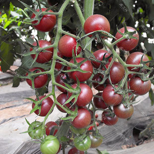 黑珍珠黑番茄种子紫番茄籽苗水果四季盆西红柿四季籽寿光蔬菜种孑