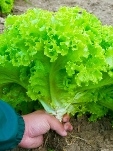 四季甜脆玻璃生菜种子脆嫩生吃种籽孑子阳台冬季盆栽菜籽蔬菜菜种