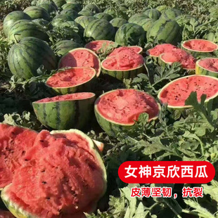 新品京欣西瓜种子特大巨型懒汉西瓜种籽孑超甜春季夏秋四季蔬菜苗