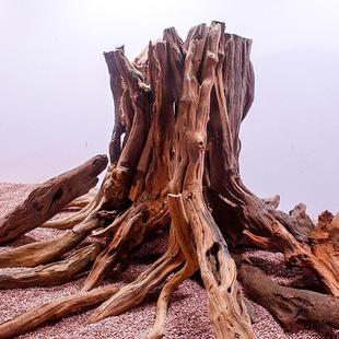 鱼缸生命之树造景大型树桩沉木骨架草缸内饰莫斯树景装造景树