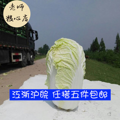 【老师粮心店】种植有机绿色无公害放心蔬菜 娃娃小白菜 三宝菜