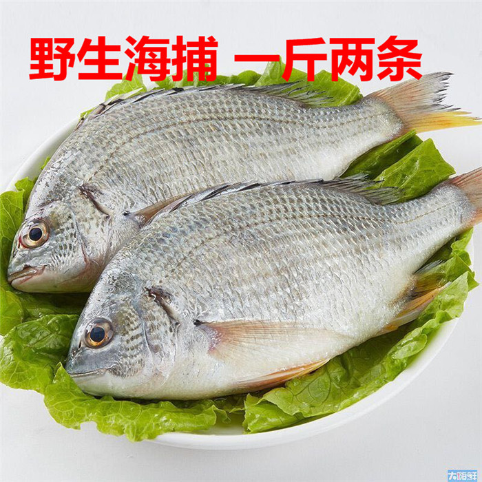 野生海捕黄立鱼 黄墙鱼 黄翅鱼 鳍鲷 一斤2条左右 鲜活海鲜水产_5折