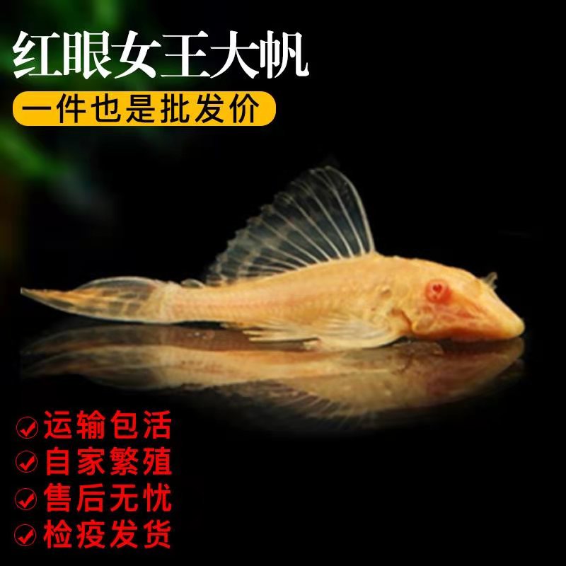 黄金红眼女王大帆鱼活体清道夫异型鱼吃藻垃圾鱼工具鱼龙鱼搭配鱼