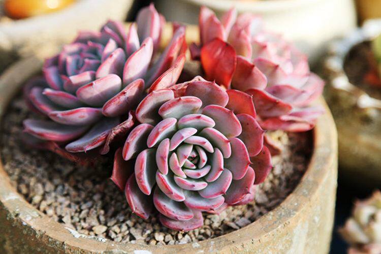 劳伦斯多肉植物组合室内绿植花卉盆栽花卉盆栽不含花盆