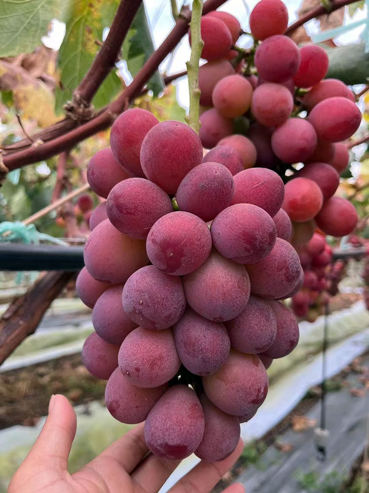 云南大理宾川妮娜皇后妮娜公主葡萄现摘现发孕妇当季新鲜水果葡萄