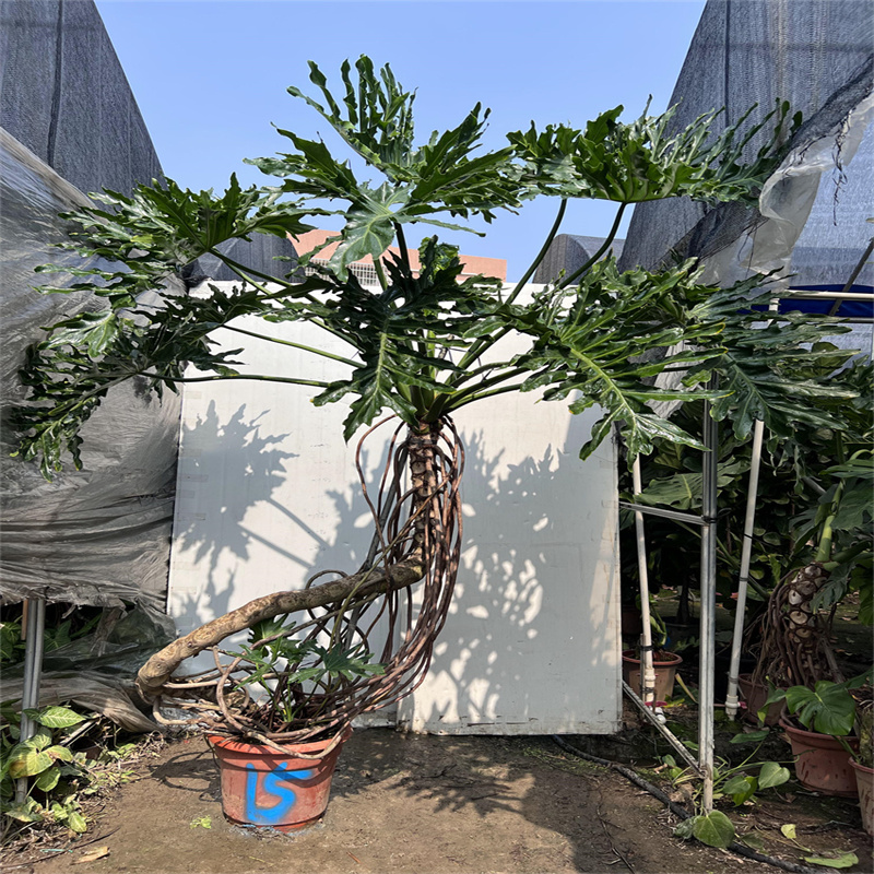 春羽龙鳞杆老桩室内大小盆栽一物一拍水培绿植吸甲醛自产自销包邮