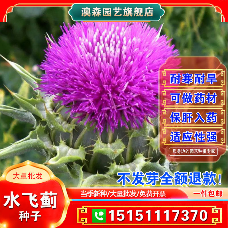 水飞蓟种子奶蓟草种籽老鼠筋水飞雉奶蓟花卉药材中草药庭院观赏花