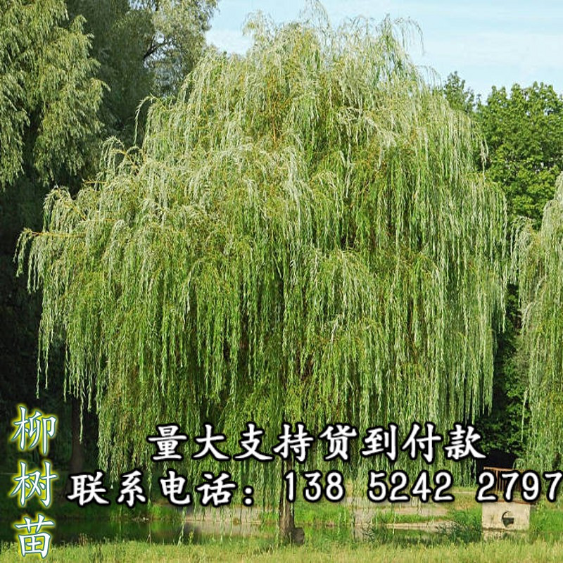 柳树苗黄金柳金丝垂柳垂柳小苗柳树枝条垂杨柳树苗垂柳苗竹柳树苗
