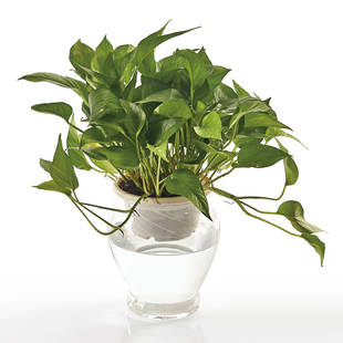 全新料高透明瓶办公室水生植物水培容器创意塑料花盆花瓶2个装