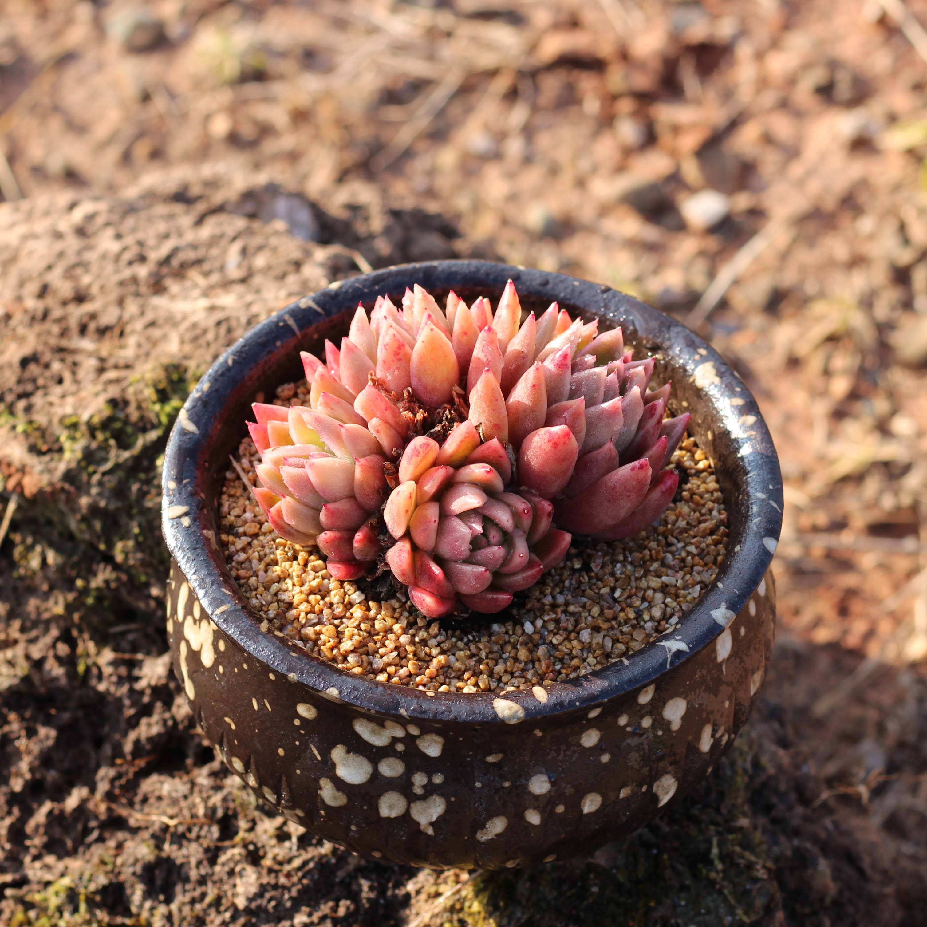 花卉盆栽防辐射_红玉杂 多肉植物盆栽组合花卉吸甲醛防辐射云南精品满
