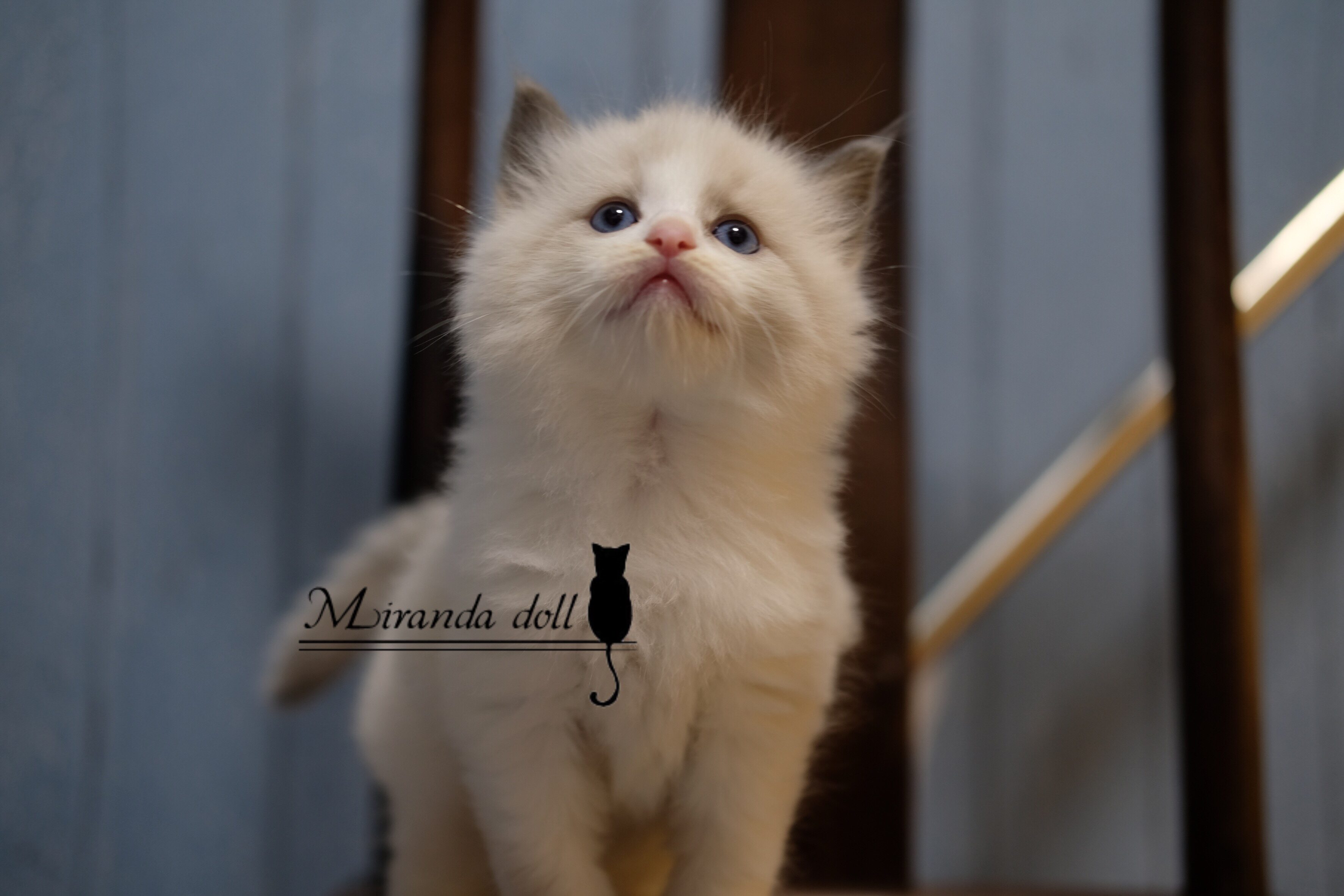 淘宝￥17400折后价￥17400蓝眼睛布偶猫宠物猫咪布偶幼猫纯种猫活体