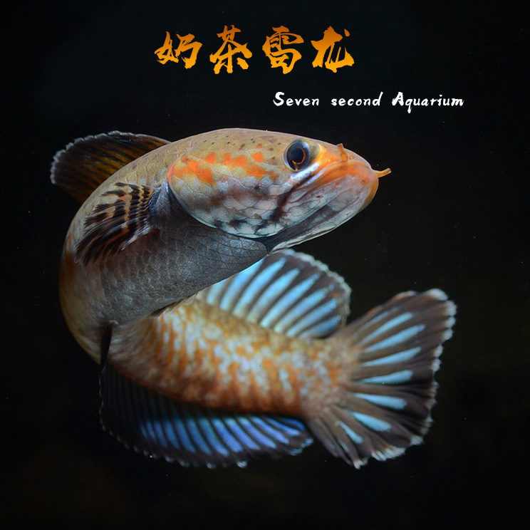 热带鱼阿萨姆奶茶雷龙鱼小型凶猛淡水鱼苗观赏鱼蓝帆奶茶雷龙