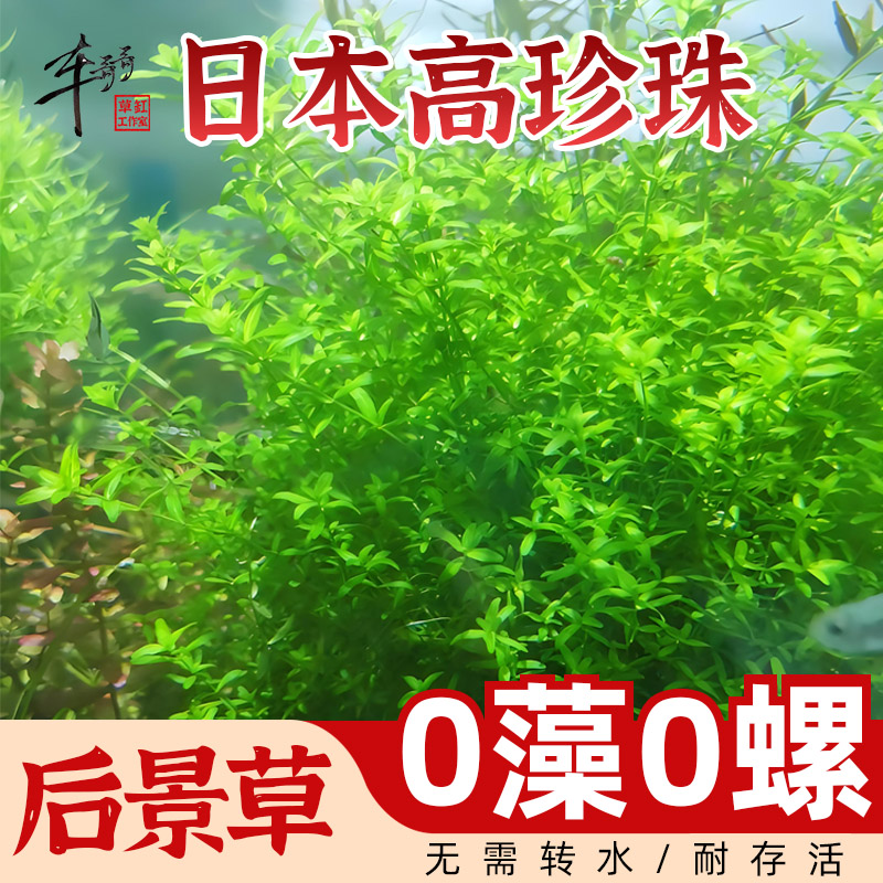 无菌杯水草日本高珍珠草鱼缸草造景中