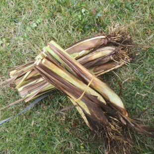 冬阴功汤料 新鲜香茅草苗 柠檬草苗 1份10棵