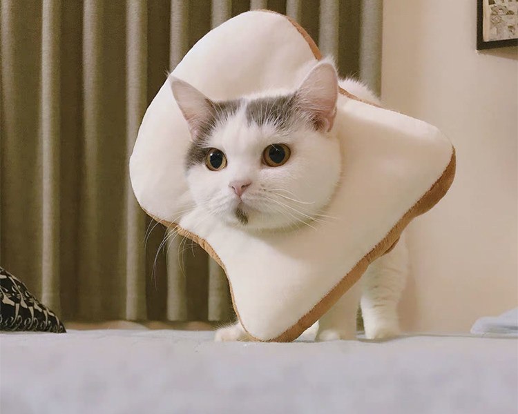 搞怪宠物猫头套伊丽莎白吐司面包耻辱项圈泰迪狗加菲小猫网红饰品
