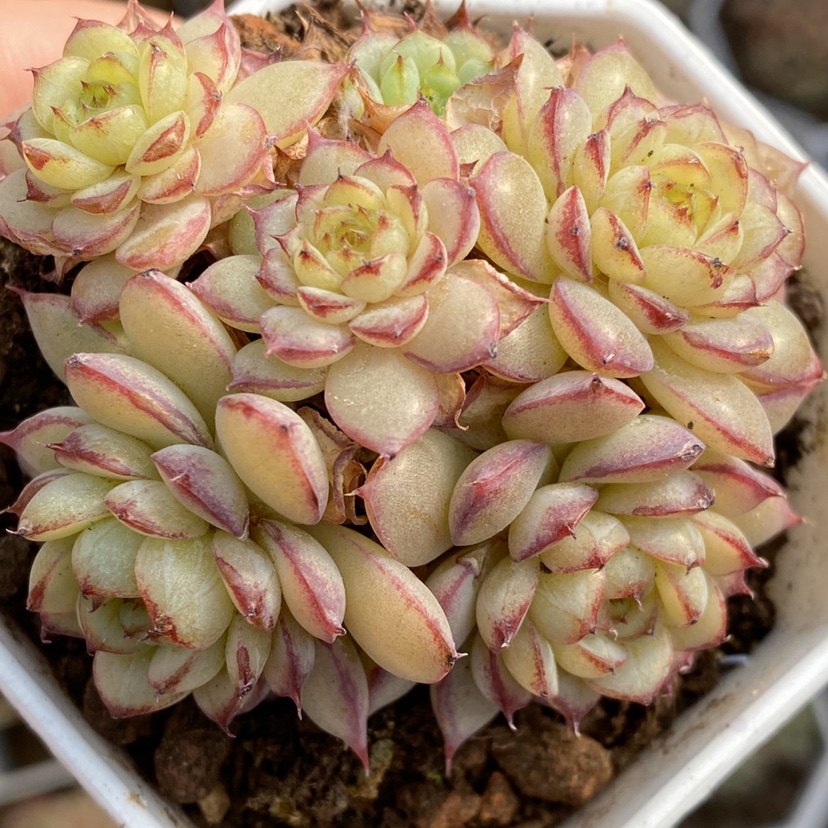 虞姬麦秆  精品贵货稀有多肉植物  一物一拍