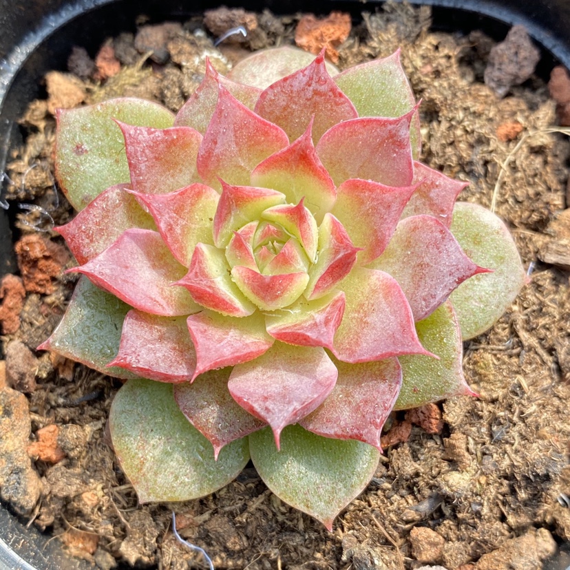 小海螺一物一拍多肉植物杂交精品稀有多肉植物