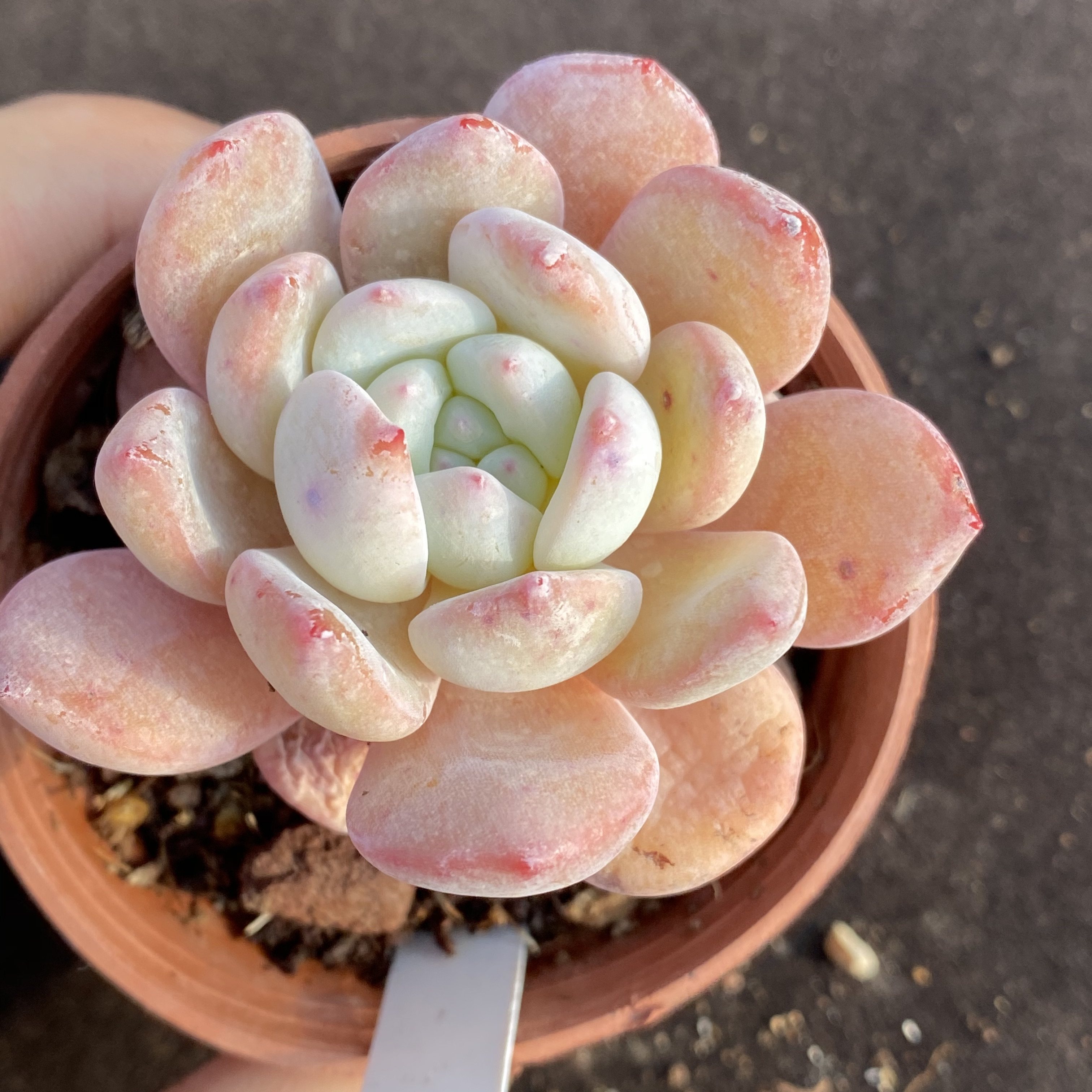 橙梦露 橙子 一物一拍 多肉植物