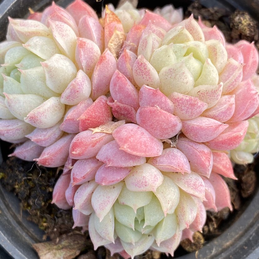 羊脂球 小红衣杂多头群生多肉植物一物一拍