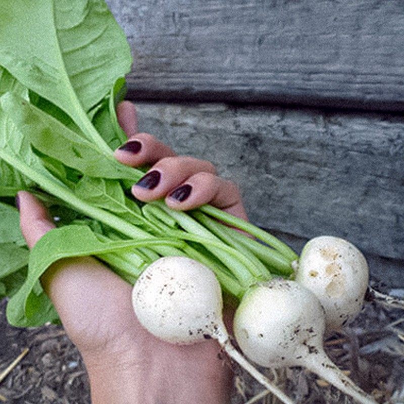 小白萝卜包邮新鲜_【成都好特蔬】白芜菁小萝卜日料食材新鲜蔬菜turn